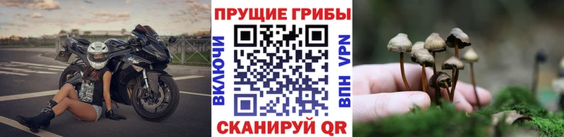 Купить  Малоярославец  Галлюциногенные грибы ЛСД 